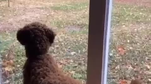 Dog Argues with Cat Hilarious