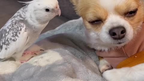 Beautiful Dog and Parrot Sing a Song Jingle Bell Jingle Bell