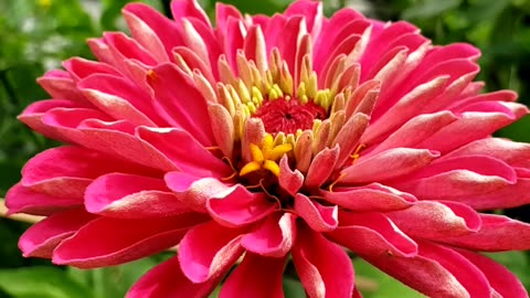 Elegant Pink, White, Red Zinnia