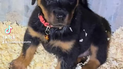 Rottweiler puppies