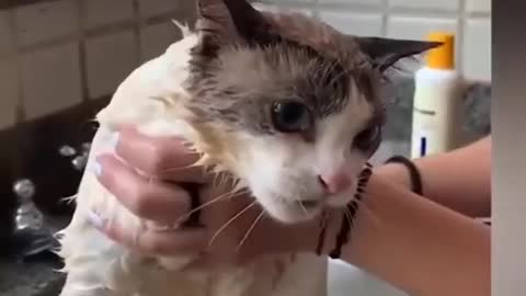 Funny cat videos