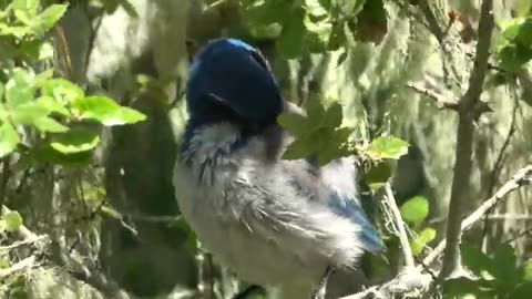 The Blue Bush Jay