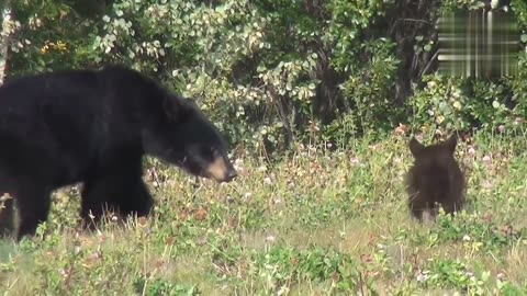 Big Black Bear Nature In Forest ll Pet and Animal Videos