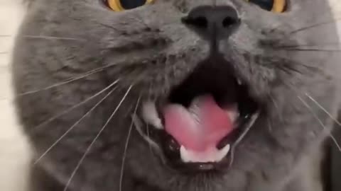 And laughter and sin_ funny cats _cats _catlovers _funnycat _funny _Relaxing Beat(720P_HD)