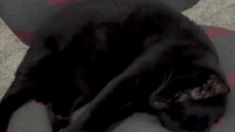 Adopting a Cat from a Shelter Vlog - Cute Precious Piper Dreams of Becoming an Olympic Diver #shorts