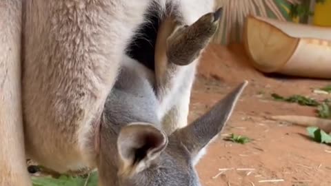 Baby Kangaroo Surprises Family With Adorable Appearance!