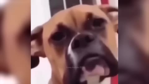 Funny animal 🤣🤣 reaction