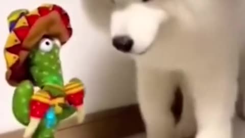 Funny Animals Shorts