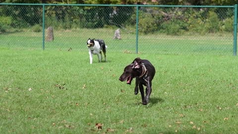 Dogs Running in Slow Motion