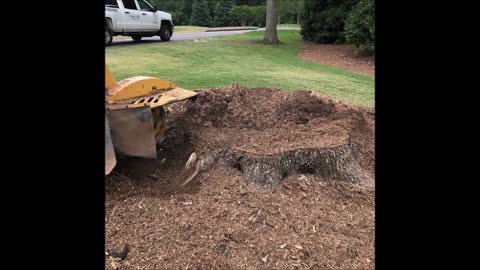 Green Leaf Stump Grinding and Tree Service - (803) 235-1987