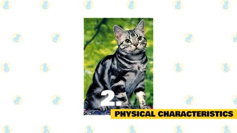 American Shorthair Cats 101 : Fun Facts & Myths A must watch.