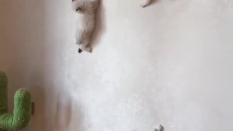 kittens climb the wall and play