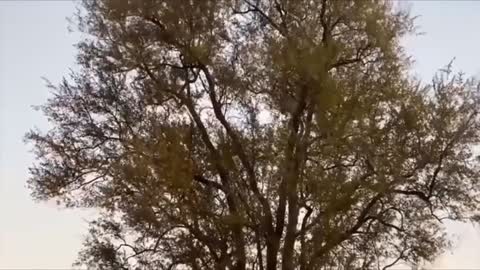 Lion jumps on the tree to attack Monkey | Mhentertainment