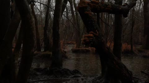 CALMING Light Swamp Rain for Clarity and PEACE