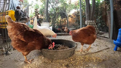 Backyard Chickens Peaceful Relaxing Video Sounds Noises Hens Clucking Roosters Crowing!