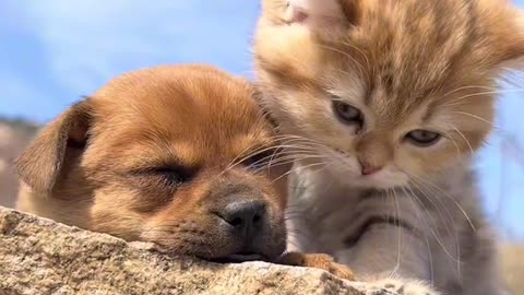 Cute pet debut program, cats and dogs both