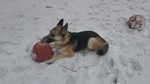 Yogi with his big throbbing pumpkin and frozen blue balls (8 of 8)