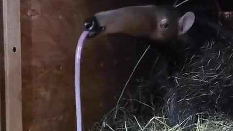 Ever seen an anteater yawn