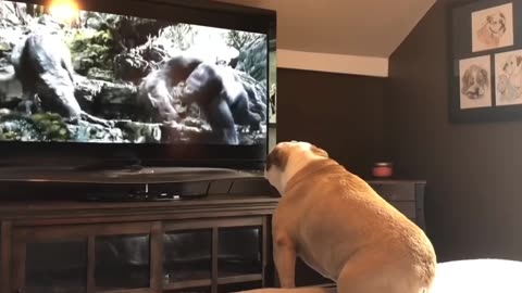 Terrifying Movie Trailer Sends Bulldog into Hysterics! Watch His Incredible Reaction