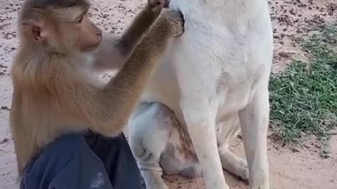 Dog and monkey 🐵😁 funny video