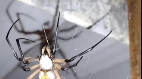 Man Gives Cicada to Spider