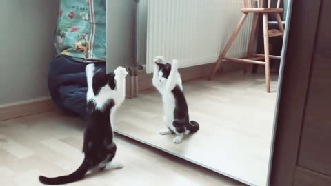 Funny Cat And Mirror Video.