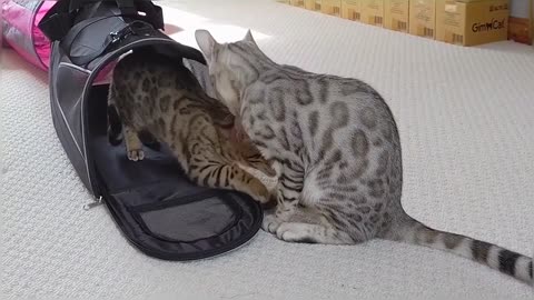 Bengal Kitten Siblings Reuniting