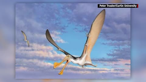 Pterosaur bones found in Australia reveal world’s oldest flying reptile