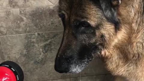 Funny dog catching water from hose