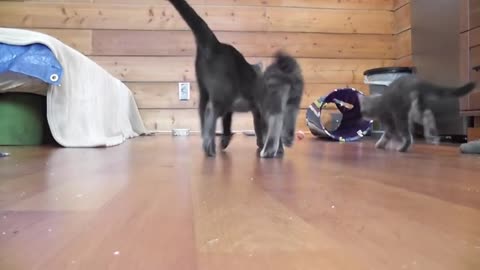 Mama Cat Takes Back Crying Kitten From Toddler