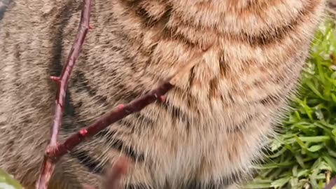 cat walking on the piano