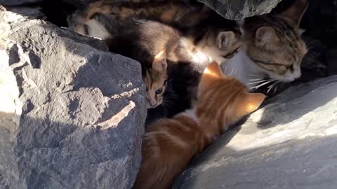 Poor mother cat hiding in the cliffs to protect her Kittens.