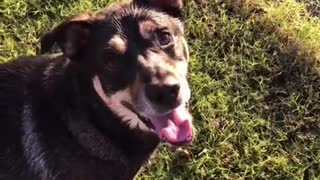 The Journey of a Lost Ball Between Man and Dog