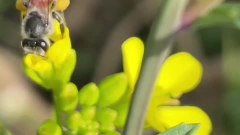 Bee Collecting Honey from Flowers