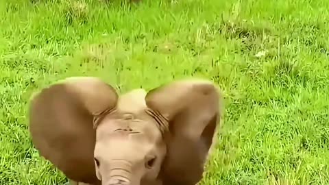 Another playful baby elephant to make our weekend ❤️❤️❤️