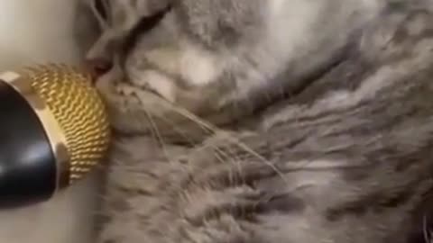 Cute Cats ♥ Best Funny Cat Videos 2020 #43 #Shorts #DiZiHunTer