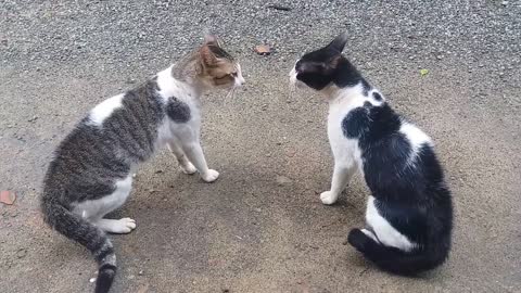 Cats Fighting with sound - Exclusive Video (Play with full sound)