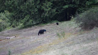 Bear caught on camera with mysterious blue head