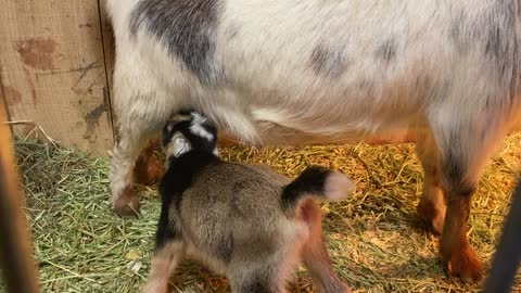 Baby GOATS Feeding Off Mom 02.2022