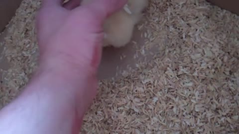 Care For Baby Chicks