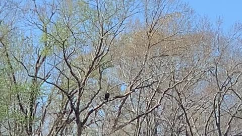 Dog helps owner to hunt for bald eagles!!!