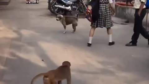 Monkey Vs Dog 7 🤣 #shorts #monkey #comedy