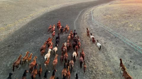 The beauty of the horse in nature