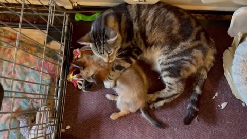 Cat Ovenmitt gives puppy Java a very thorough bath, even his fluffy ears