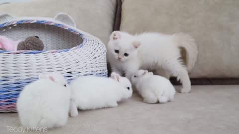 White kitten and white tiny bunnies 🐰 | It's so Сute! 🥰(part 71)