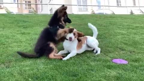 Golden Retriever Doesn't Want to Share His Toy with