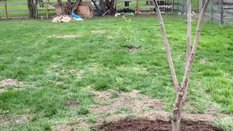 tree edging can be fun