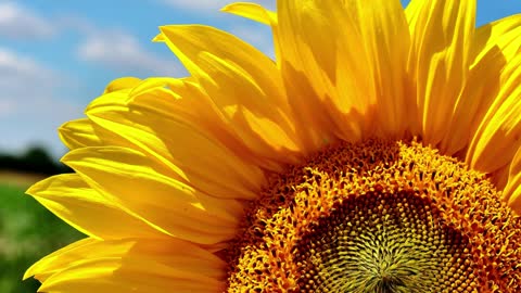 Beautiful yellow sunflowers in the field, blooming sunflowers. Bright happy colors. Happy mood