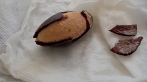 Checking up on the Mamey Sapote Seed