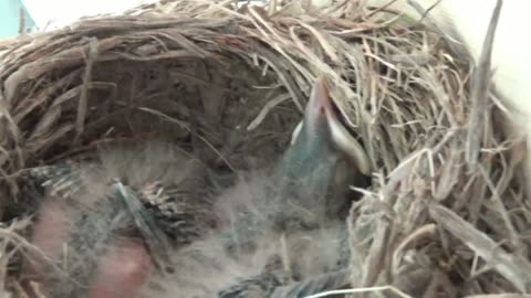 Baby Robins